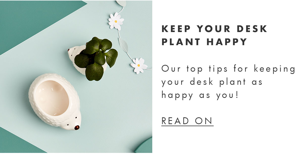 Keep your desk plant happy! Read on. 